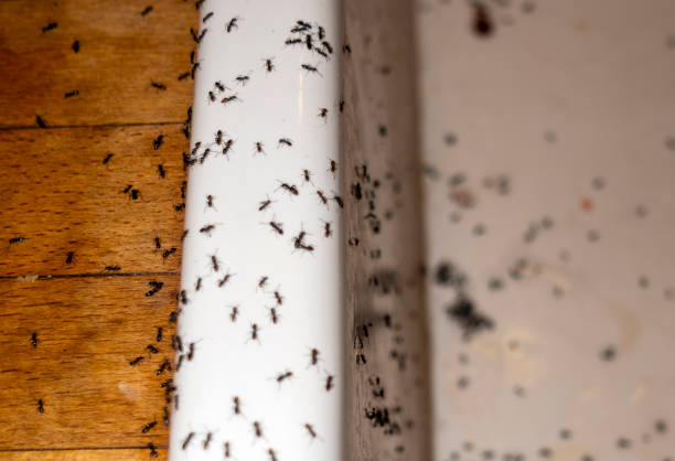 Reliable Tehaleh, WA Pest Control Solutions