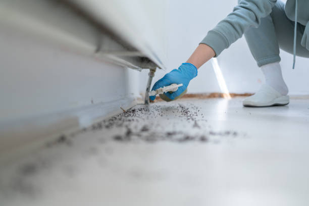 Best Termite Control Services  in Tehaleh, WA